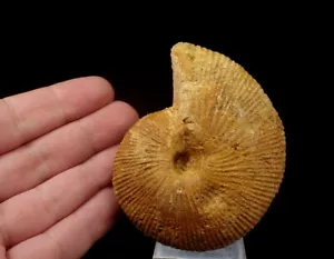 AMMONITE - Macrocephalites --- 9 cm -- JURASSIC CALLOVIAN -------- POLAND /pe376 - Picture 1 of 12