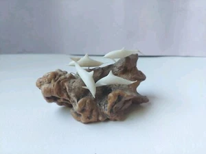 John Perry 4 White Dolphins On Burl Wood Sculpture 6" x 3" - Picture 1 of 10