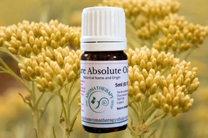 Spanische Immortelle Absolute / 10% in DPG - Bild 1 von 5
