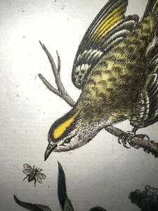 Antique Engraving Pl. 44 Edwards Seligmann C1750 Bird Warblers Hand Color - Picture 1 of 4