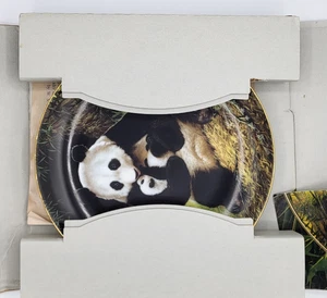 W.S George china plate - The Panda - New in original box. - Picture 1 of 3
