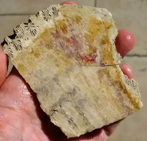 rle PETRIFIED CORAL SLAB, INDONESIA , 5" x 3" FOSSIL, EXCELLENT! - Picture 1 of 3