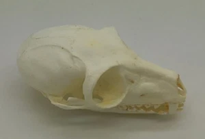 Ringtail Lemur Skull Replica - Picture 1 of 2