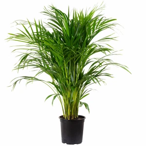 Goldfruchtpalme - Areca Dypsis Lutescens - Höhe ca. 100 cm, Topf-Ø 21 cm - Bild 1 von 1