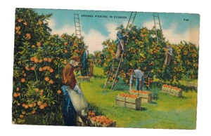 PC-2201*Vintage Colourpicture Pub. PC*1949*Orangenpflücke**Florida - Bild 1 von 2