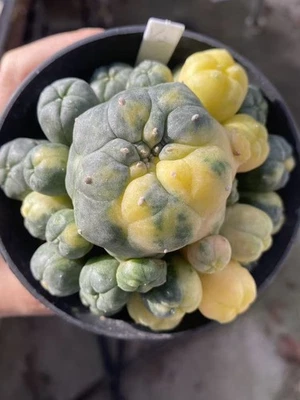 9,2 см LW суккулент кактус растение пестрый семьи в помещении и на открытом воздухе WYSIWYG V2 - Изображение 1 из 3