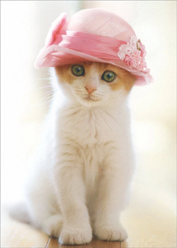 Avanti Press Gatito Usando Pastillero Sombrero Lindo Gato Tarjeta de Nota en Blanco Foto 1 de 2