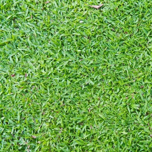 Carpetgrass Seeds (Certified) -  50 Lbs. - Picture 1 of 2