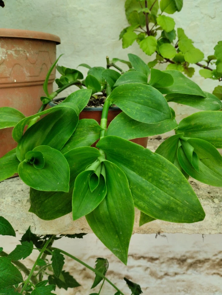 tradescantia verde gigante enraizada y en su maceta - Imagen 1 de 4
