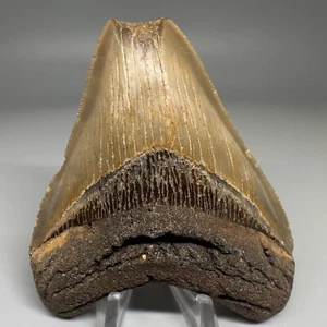 Beautiful colors 4.08" Fossil MEGALODON Shark Tooth - USA - Picture 1 of 6