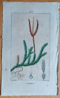 Bärlapp Chaumeton Originaldruck Koloriert Botanik - 1814