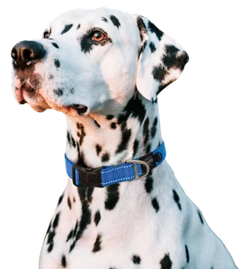 Rogz Utility Dog Collar: The Ultimate Safety and Style for Your Pup - Picture 1 of 10