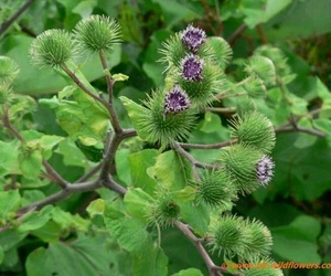 Greater Burdock Wildflower ~ 25 seeds ~ Arctium lappa - Free US Shipping. - Picture 1 of 3