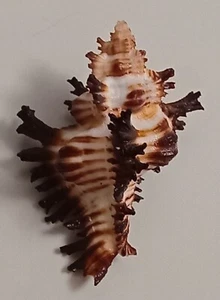 Muschel Chicoreus banksii f. crocatus 61mm, Edelstein, sehr schöne Form, top - Bild 1 von 6