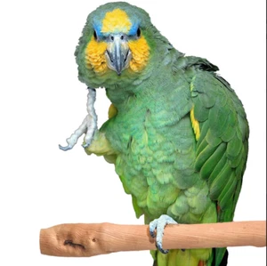 Super Bird Creations Rattan Perch Med. Natural Wood Perch For Birds And Parrots - Picture 1 of 3
