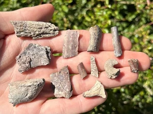 Permian Reptile Amphibian Fossils Collection Limb Bones etc Dimetrodon - Picture 1 of 12