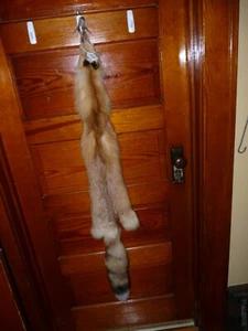 RIESIGE SCHÖNE gegerbte ROTE FUCHS Fell Fell Haut Taxidermie F5 Mann Höhle Blockhaus VERKLEIDUNG - Bild 1 von 4