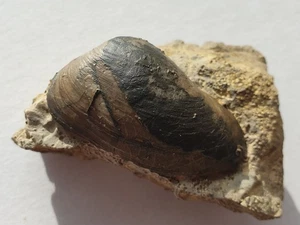 Super Pleuromya uniformis - Bajocium (Dogger) - Sengenthal - vecchia collezione - Foto 1 di 12