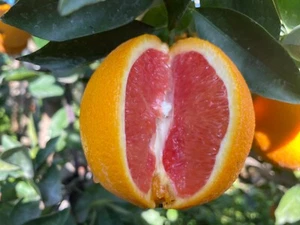 4 Ruby Valencia' Sweet Orange Tree CUTTINGS BUD STICK For GRAFTING - Picture 1 of 16