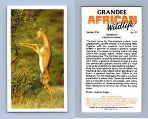 Gerenuk #21 Grandee African Wildlife 1990 Cigarette Card