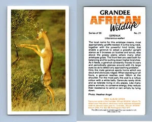 Gerenuk #21 Grandee African Wildlife 1990 Cigarette Card - Picture 1 of 1