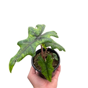 Alocasia 'Jacklyn' - Picture 1 of 4