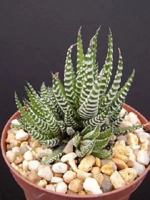 Haworthia Attenuata, cebra cebrina exótica rara suculenta planta cactus cactus 4" Foto 1 de 2