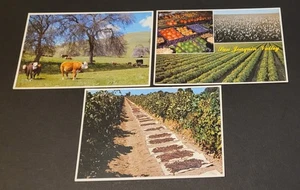 3 cartoline San Joaquin Valley California RPPC non spedite bestiame pascolo uvetta - Foto 1 di 4