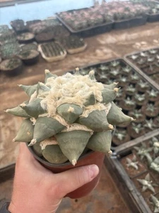 Ariocarpus Retusus Ybrid Maruibo X Brevituberosus 18,5cm Aztekium Copiapoa - Imagen 1 de 6