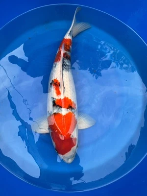 Live Koi  Showa - 23-24” Female) Segiguchi - Image 1 of 2