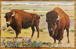 Postal Buffalo American Bison Amarillo Texas TX PC 1945 Colorear - Imagen 1 de 1