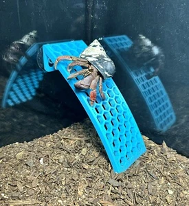 Hermit Crab Ladder Arch Climbing Wall Hermit Crab Decor Toys Accessories - Picture 1 of 9