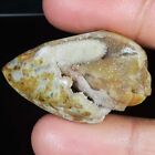 63.50 Ct 25X40x16 Mm A+ Natural Fossil Snail Druzy Agate Seashell Gemstone