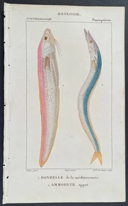 Turpin 1816 Antique hand-colored print: Wrasse & Sandeel , sea life, fish - Picture 1 of 2