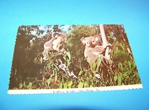 San Diego Zoo Vintage Postkarte Koalas San Diego, Kalifornien - Bild 1 von 2