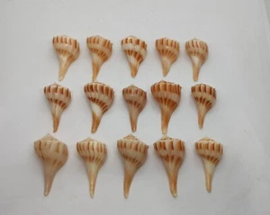 al por mayor lote conjunto de 15 Sankha Water offering Puja vástago caracola shell, SC - Imagen 1 de 3