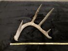 Large 5 Point Whitetail Deer Shed Antler - Horn Taxidermy Mount Man Cave Rack