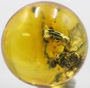 Amber Bead 8.43 mm NOT DRILLED Sphere with Rare Insect trapped for Million Years - Imagen 1 de 11
