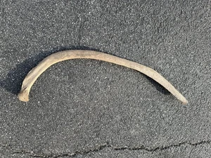Wollmammut Rippe Eiszeit schöner fossiler Knochen Fairbanks Alaska W. Pinch Sammlung - Bild 1 von 11