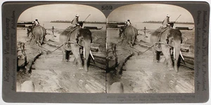 Keystone Stereoview Elephants Hauling Logs, Burma from 1910’s Education Set #509 - Picture 1 of 2