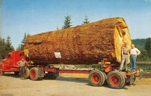 GIANT FIR LOG Oregon Holz Holz Holzfäller LKW c1950er Jahre Vintage Postkarte - Bild 1 von 2
