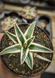 Agave Victoriae-reginae white rhino, Drought-Tolerant Live Plant, Rare succulent - Picture 1 of 2