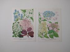 Set of 2 Vintage Botanical Wall Art Prints Garden Flowers Illustration 