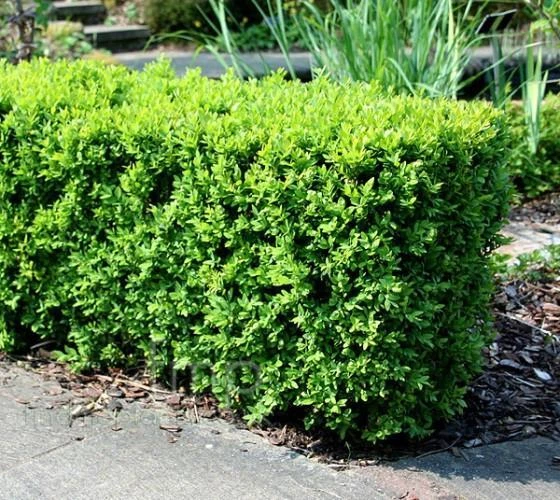 Japanese Boxwood ( Buxus ) - Live Plant - ( 2.5 QT ) - Evergreen - Image 1 of 4