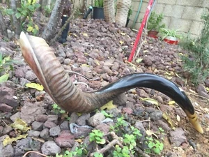 Verkauf für Shofar Kudu 22-24 halbpoliert halb natürlich Chofar klar Sound Shofars - Bild 1 von 13