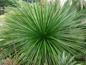 Twin Flowered Agave (Agave gemnifloria)10 Seeds - Picture 1 of 3