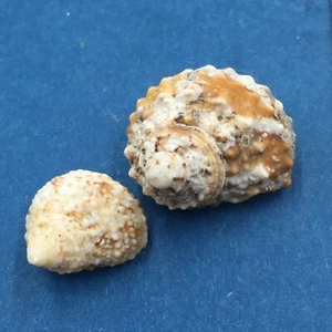 #11 Turbo castanea Set x2 15-21mm Johnny's Cay, Abaco, Bahamas Dead Collected - Picture 1 of 3