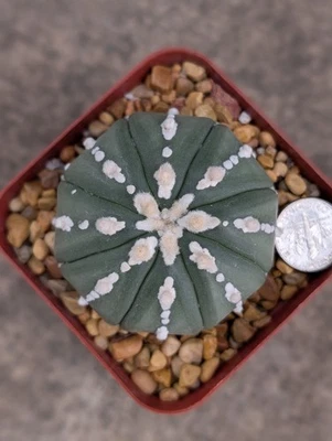 Astrophytum Asterias cv Superkabuto f Nudum V line Style, shown in 2.75" pot - Image 1 of 4