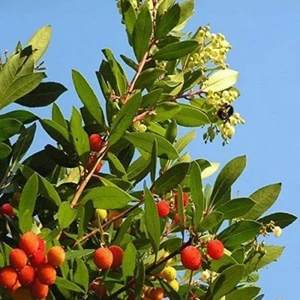 PIANTA DI CORBEZZOLO, ARBUTUS UNEDO, FRUTTI CORBEZZOLI, PIANTE, FRUTTA V.18 - Foto 1 di 12