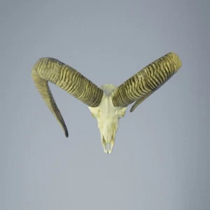 680MU Trofeo di caccia di muflone, corna 83-80cm C.24,5cm IT - Imagen 1 de 4